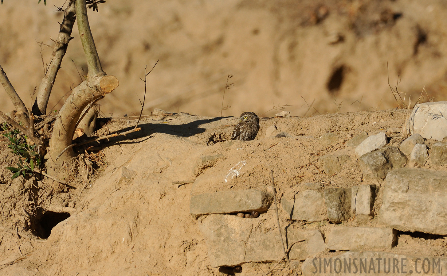 Athene noctua vidalii [550 mm, 1/5000 sec at f / 8.0, ISO 1600]